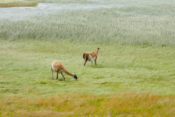 Guanacos - Torres Del Paine - Chile