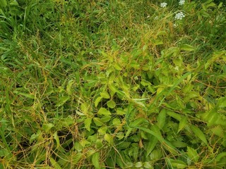 Fototapeta na wymiar yellow and orange vine on green plant
