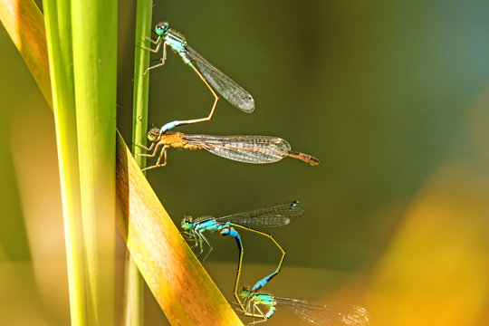 Pechlibellen, Ischnura elegans, bei der Paarung