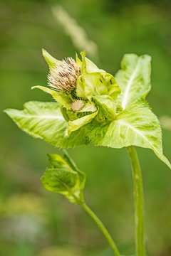Kohl-Kratzdistel, Cirsium oleraceum, mit geschlossener Blüte, Salat und Delikatesse