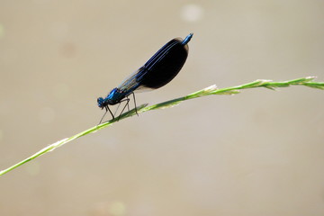 Dragonfly "Calopteryx splendens" on the shore of a water body in a hot day