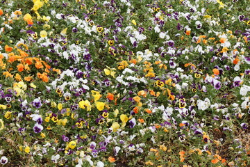 Top view of the flowerbed with lots of colorful flowers pansy