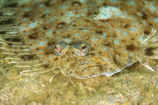 Face of Peacock sole fish (Pardachirus marmoratus) camouflaged underwater on sandy ,Layang Layang,Malaysia