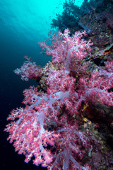 Fototapeta na wymiar Colorful soft corals pink color (Dendronephthya sp.) at Andaman sea ,Thailand