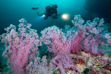 Scuba diving and camera in hand with Colorful soft corals pink color (Dendronephthya sp.) at...