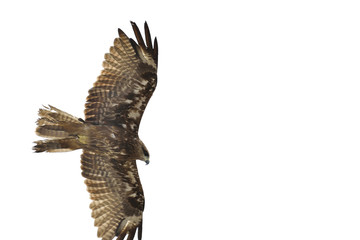 Close up of Himalayan Black Kite