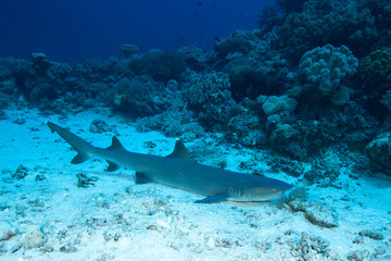 Nurse shark quiet on sandy ground underwatet at background coral reef ,Layang Layang , malaysia