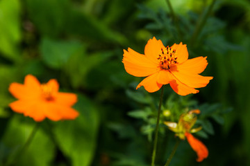 オレンジ色の花
