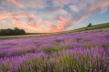 Fototapeta na wymiar Blooming lavender fields in Little Poland, beautfiul sunrise
