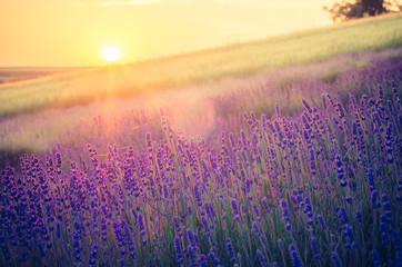 Fototapeta na wymiar Blooming lavender fields in Little Poland, beautfiul sunrise