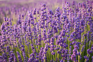 Lavender flowers, blooming meadow