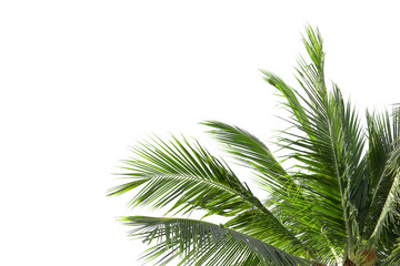 leaves of palm tree or coconut isolated on white background with copy space for background