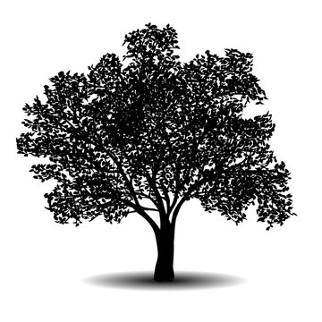 silhouette detached tree with leaves
