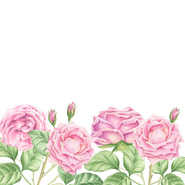 Hand-drawn watercolor pastel pink roses bouquet with green leaves background, floral botanical illustration isolated on white backdrop.