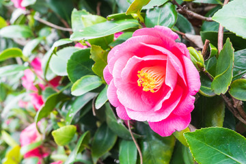 pink camellia flower,soft focus