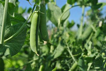 Peas plant with ripe green pods, raw in field, organic farming, closeup, blue sky background