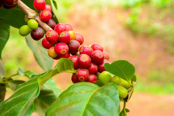 Coffee plant with red coffee fruit on the branch