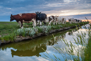 Grazing Cows on the Frysian Mud Flats