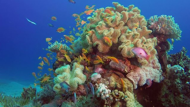 Colorful Red Sea Corals. Picture of a beautiful underwater colorful fishes scalefin anthias fish and mushroom soft coral in the tropical reef of the Red Sea, Dahab, Egypt.