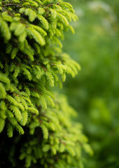 Detail of a spruce tree in the forest