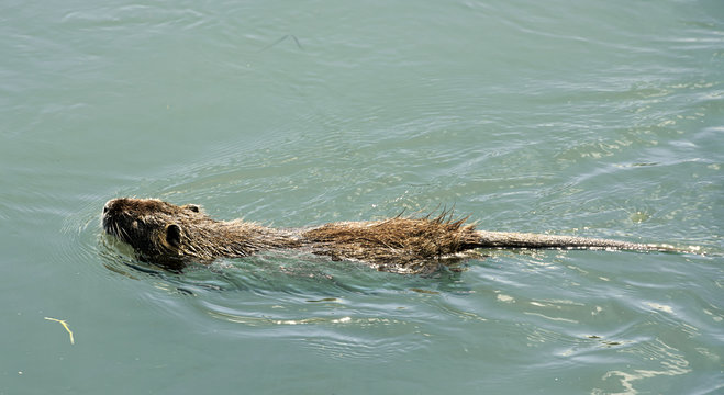 nutrie
