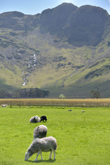 Obraz premium Sheep beneath Haystacks, Buttermere, Lake District