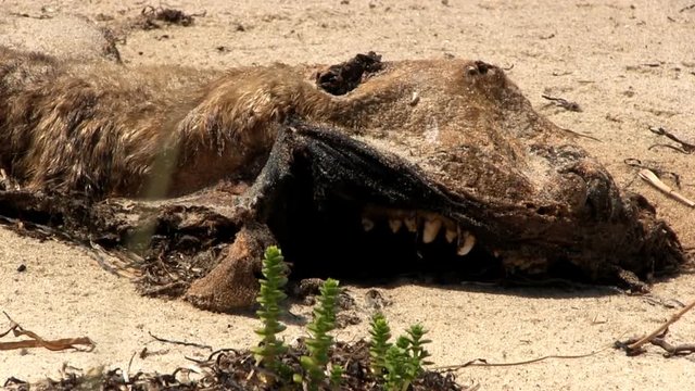 A dead seal carcass litters beach at south monomoy island on Cape Cod