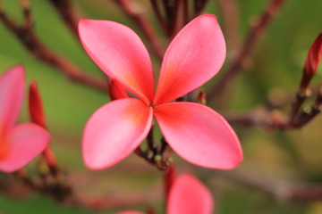 closeup pink plumeria flower with soft focus