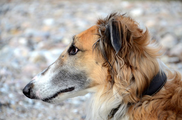Borzoi frace portrait