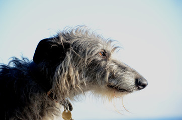 Scottish Deerhound face portrait in side view on a light background.