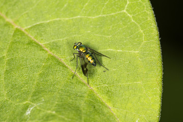Long legged fly on a leaf at Belding Preserve in Connecticut.