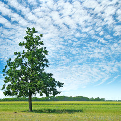 Oak tree on a green meadow and sky