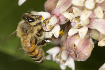 Honey bee nectaring on milkweed flowers at Belding Preserve, Connecticut.