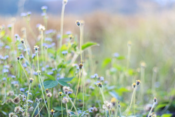 flowers for wallpaper and background