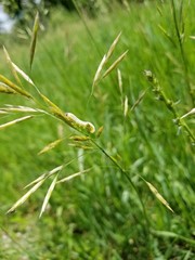 Catepillar on grass
