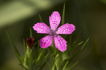 Deptford pink flower in wet meadows at Belding Preserve in Connecticut.
