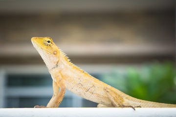 The cute Chameleon in the town in the morning