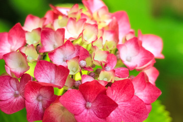 Obraz premium 赤い紫陽花