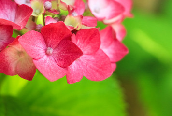 Fototapeta na wymiar 赤い紫陽花