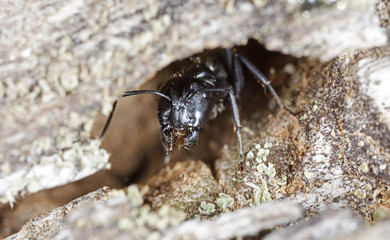 big forest ants on old wood