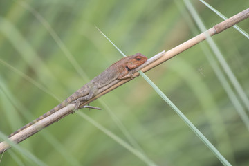 Garden lizzard