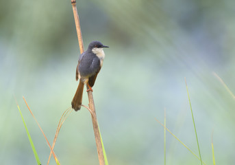 Ashy prinia