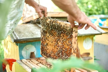 Cropped shot of a beekeeper putting honeycomb with bees into a beehive in apiary working profession hobby lifestyle beekeeping farming insects harvesting concept.