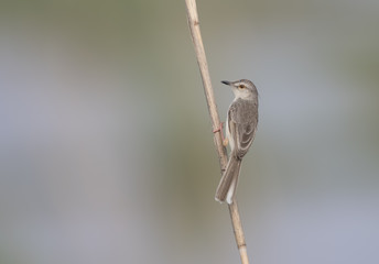 Plain prinia