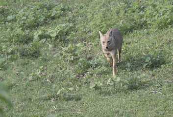 Indian jackal