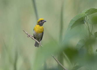 Baya Weaver Bird