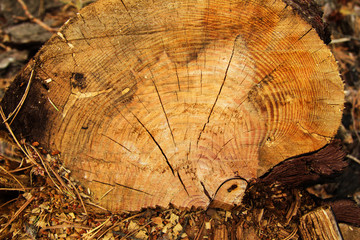 Russia, Siberia. The surface of a stump of tree closeup in a forest.