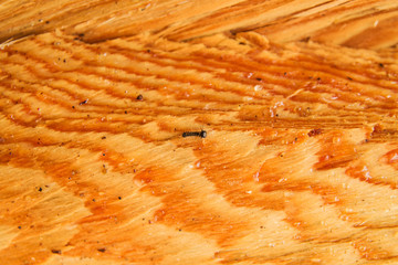 The wooden surface with black caterpillar of the tree for background.