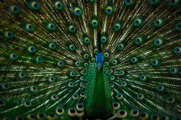 Obraz premium Peacock