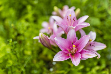 Fototapeta premium Beautiful pink lily flowers in the garden.